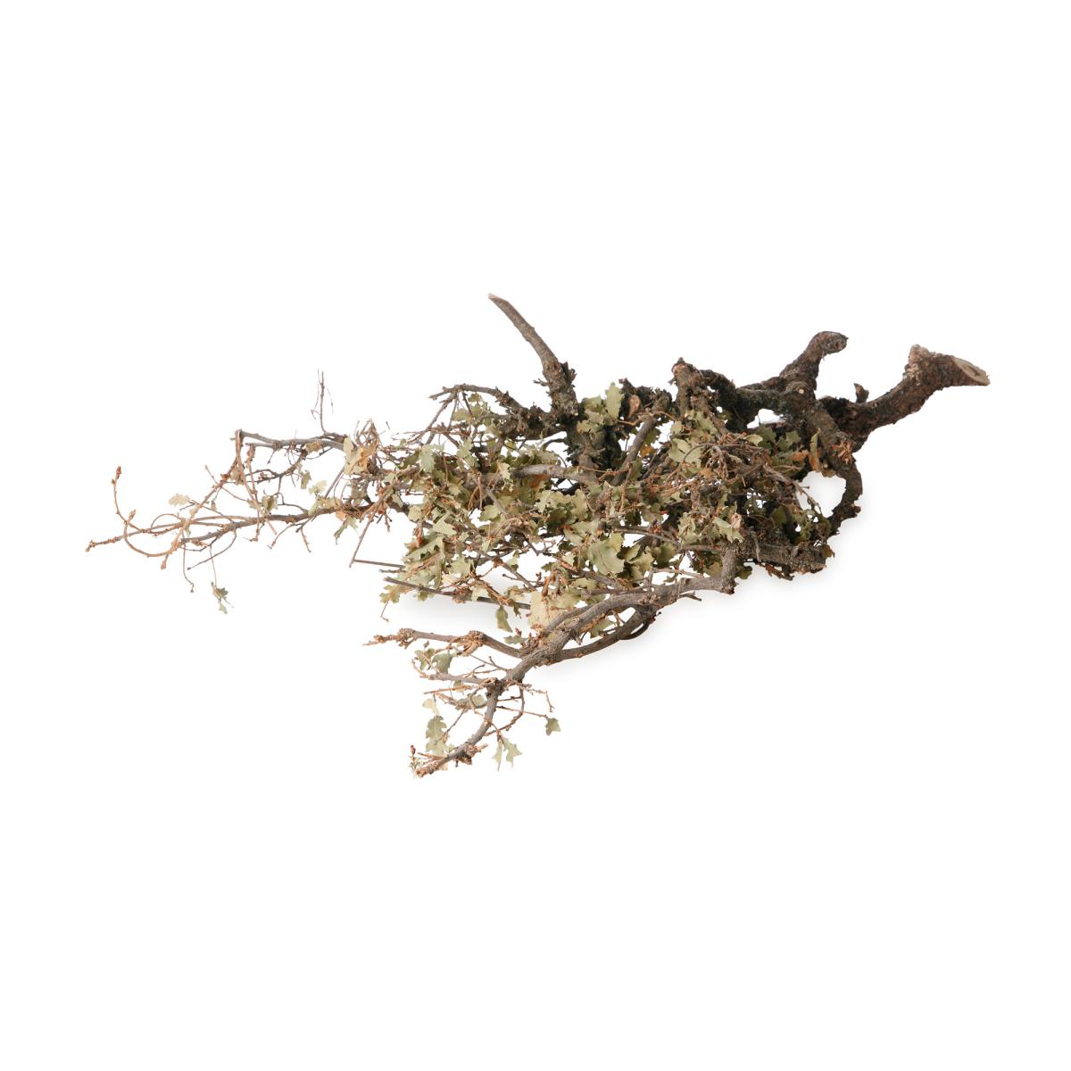 Steinmoos-Zweig 50-60cm