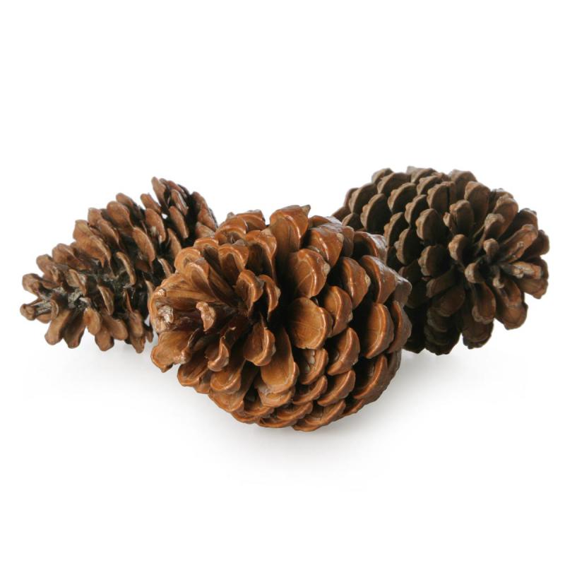 Pinus maritima natur 5-9cm