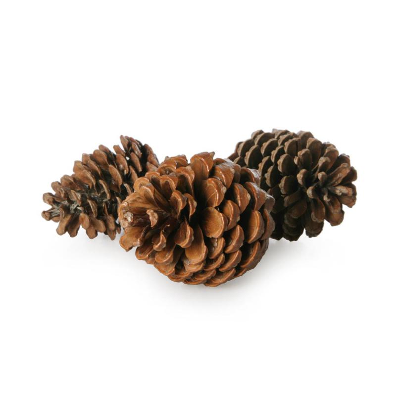 Pinus maritima natur 5-9cm