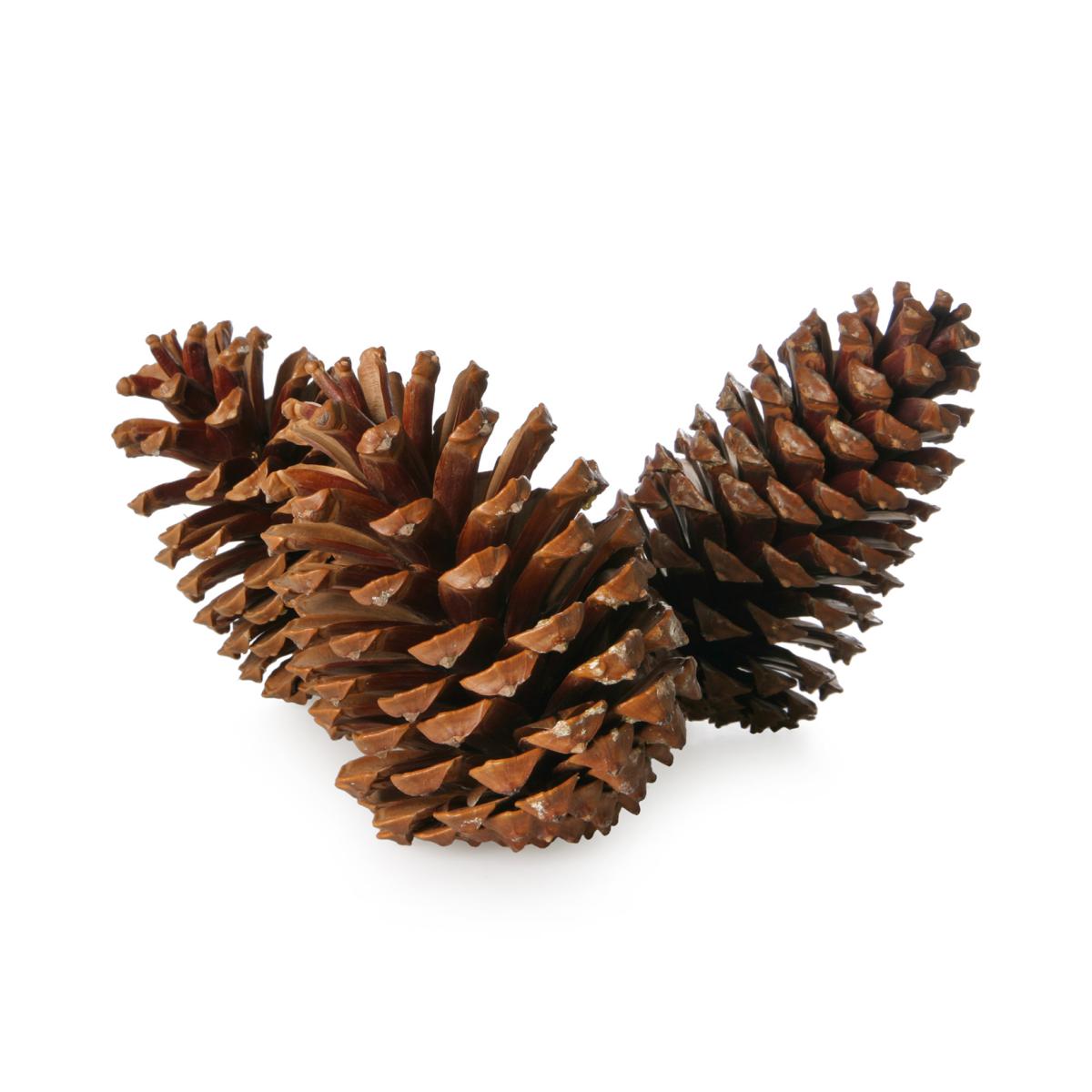 Pinus maritima natur 14-18cm