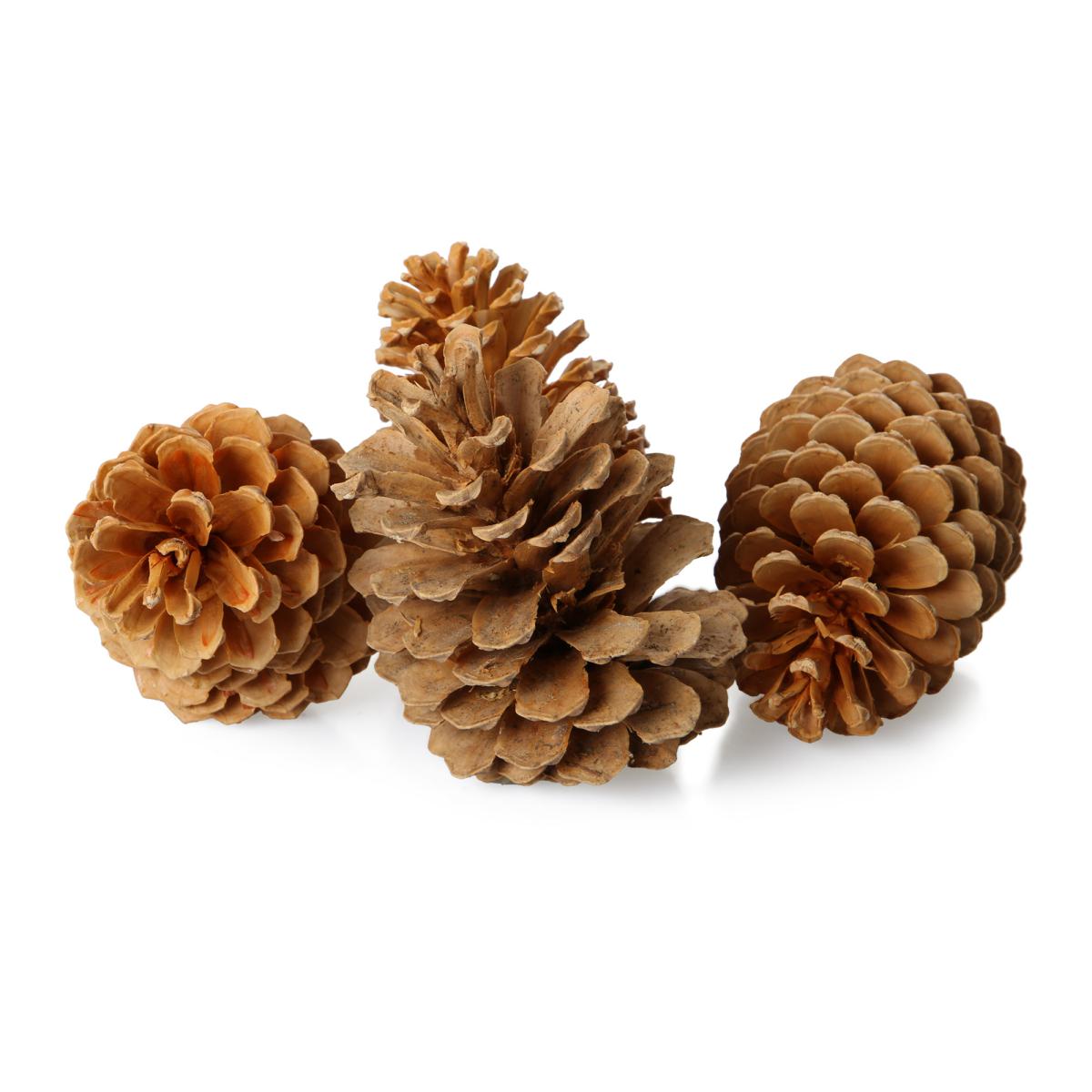 Pinus Maritima Mix gebleicht