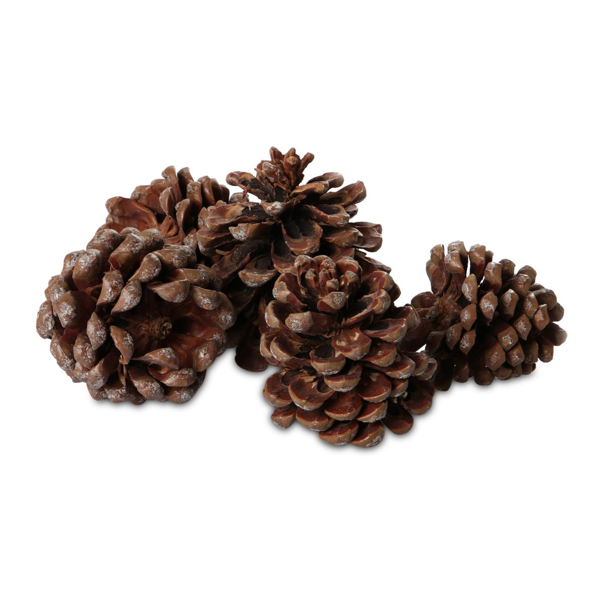 Pinus Pinea Mix natur