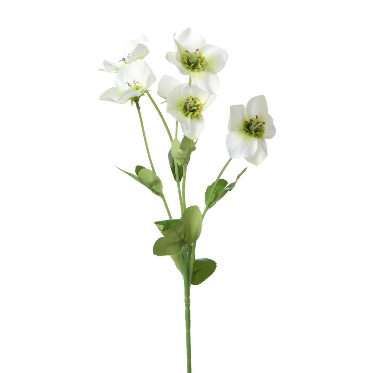 Helleborus-Einstieler weiß