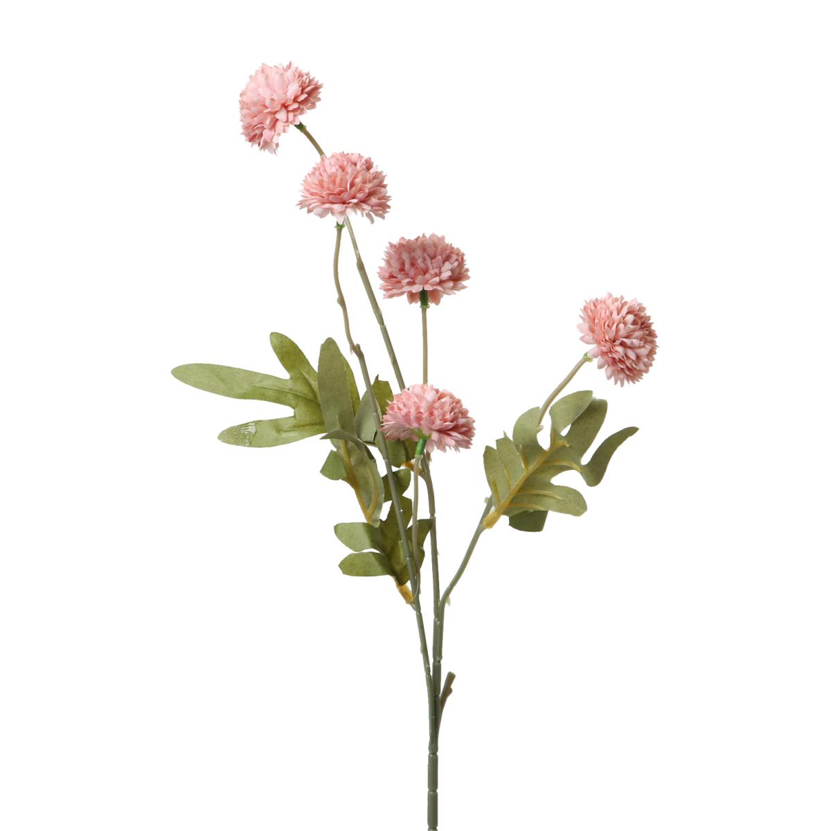 Chrysanthemum-Einstieler apricot