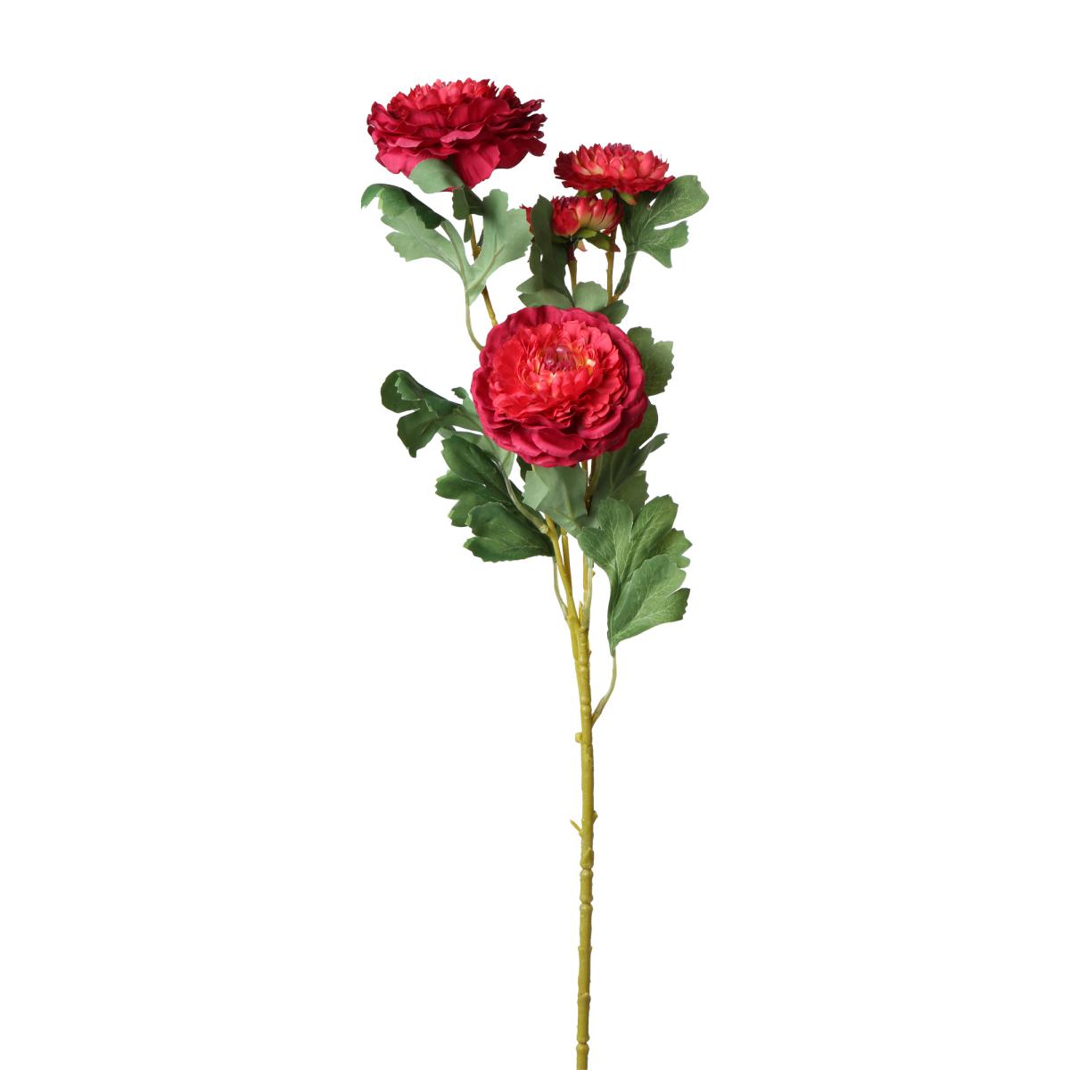 Ranunkel-Einstieler rot