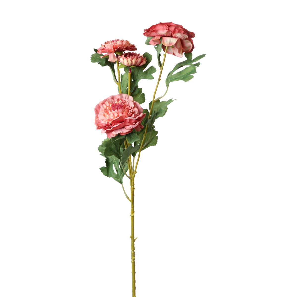 Ranunkel-Einstieler altrosa