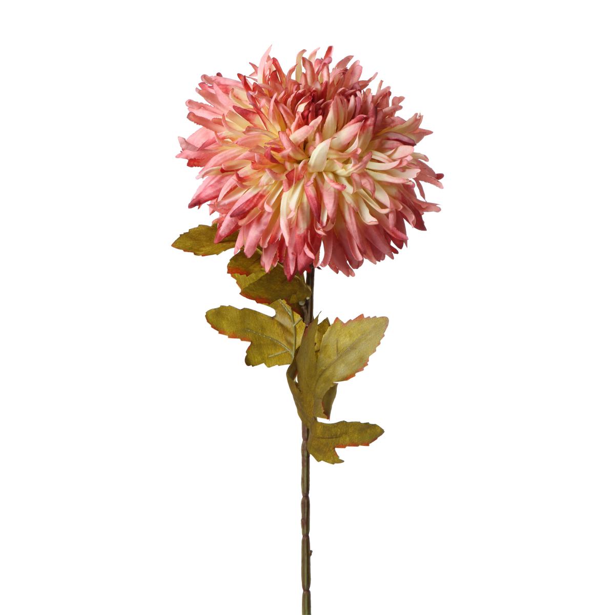 Chrysanthenum-Einstieler apricot