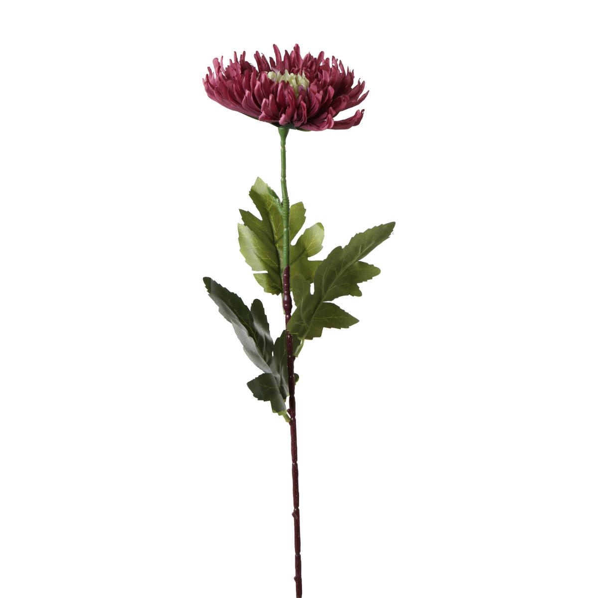 Chrysanthenum-Einstieler bordeaux