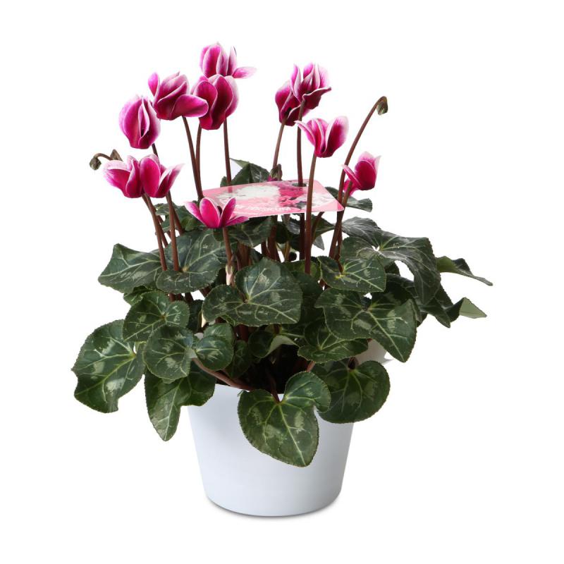 Töpfe Wellenrand für 10,5/11er weiß