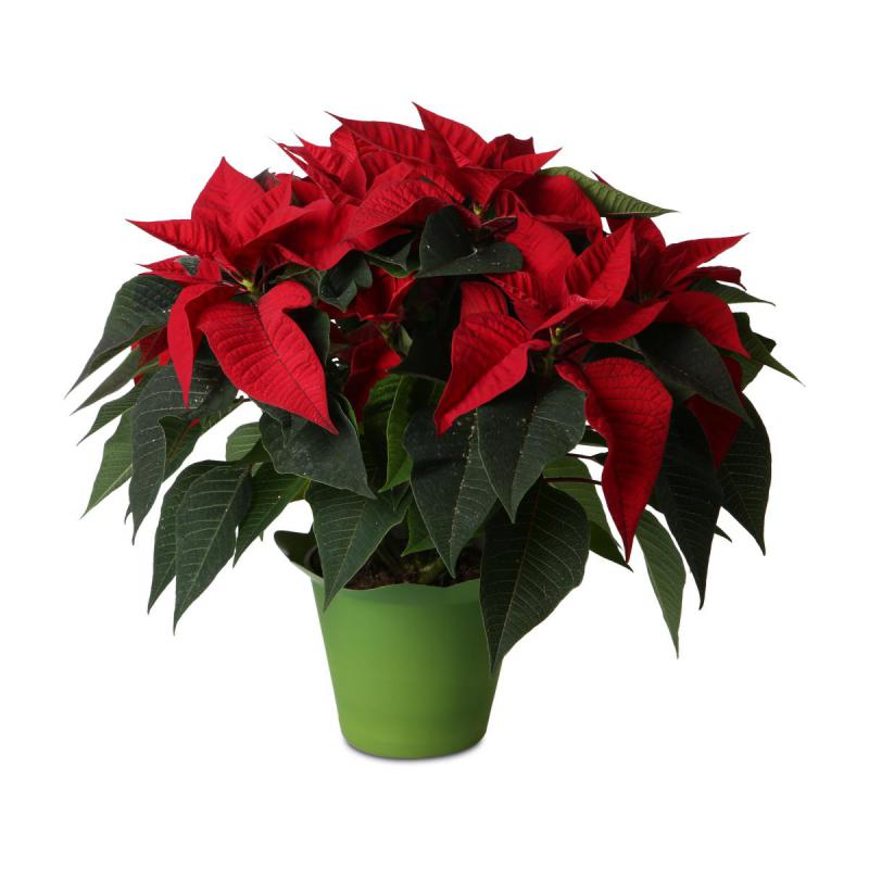 Töpfe Wellenrand für 12er grün