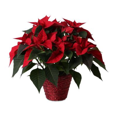 Flechttopf rund - rot