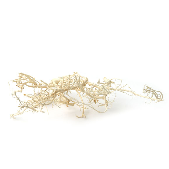 White bush gebleicht