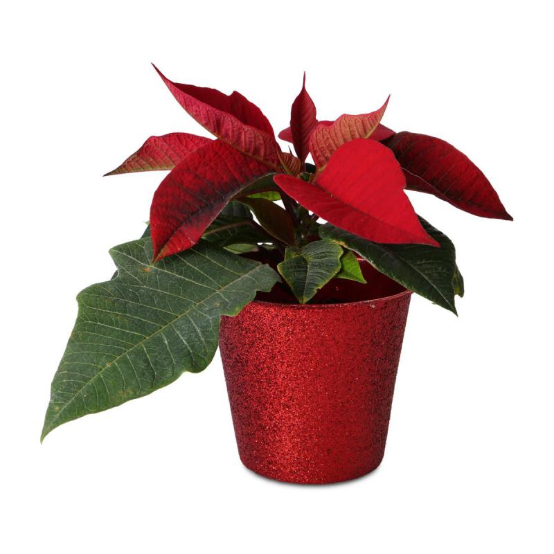 Glitter-T&ouml;pfe f&uuml;r 6,5er rot