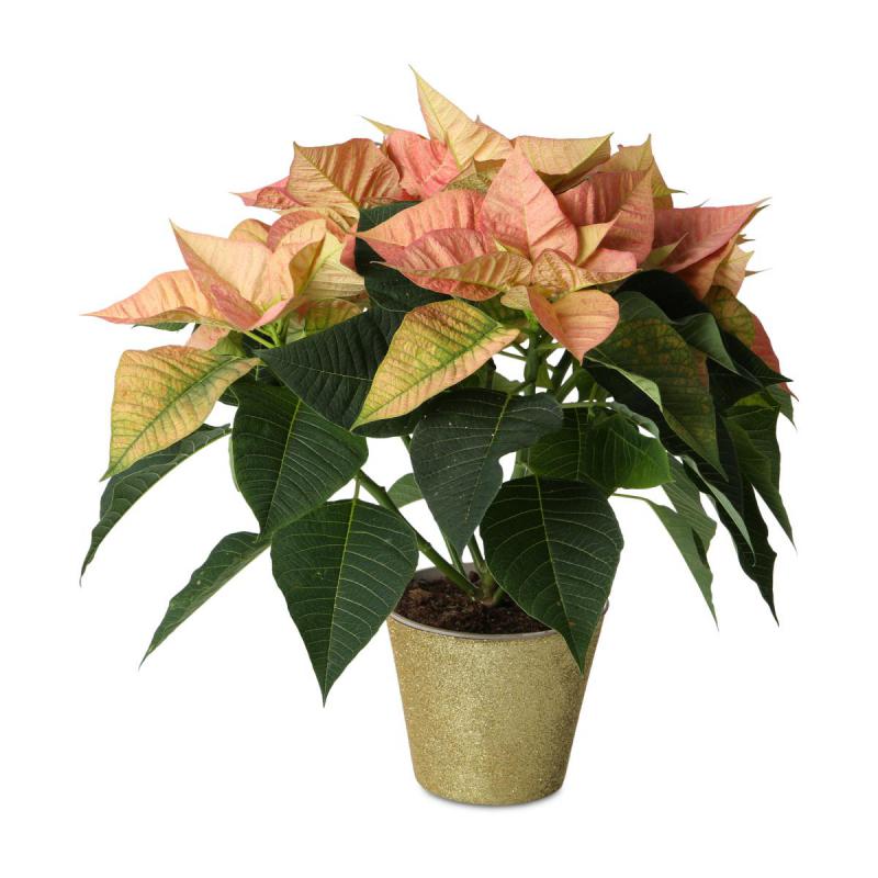 Glitter-T&ouml;pfe f&uuml;r 12er gold