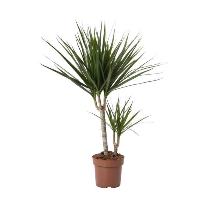Dracaena marg. 2er T 17