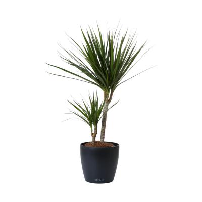 Dracaena marg. 2er T 17
