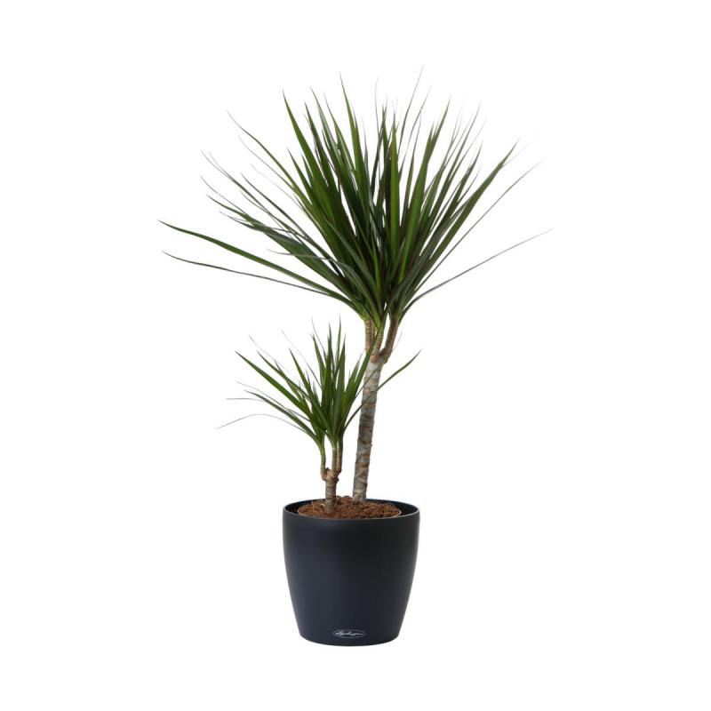 Dracaena marg. 2er T 17