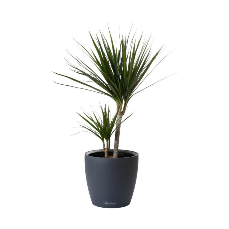 Dracaena marg. 2er T 17