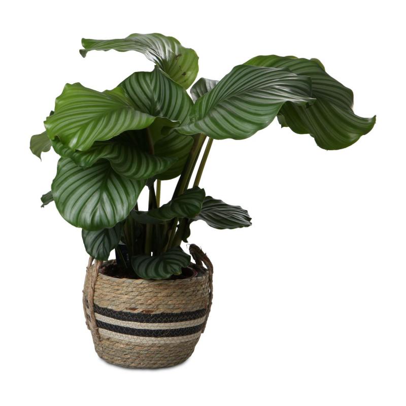 Seegras Korb bauchig mit Einsatz