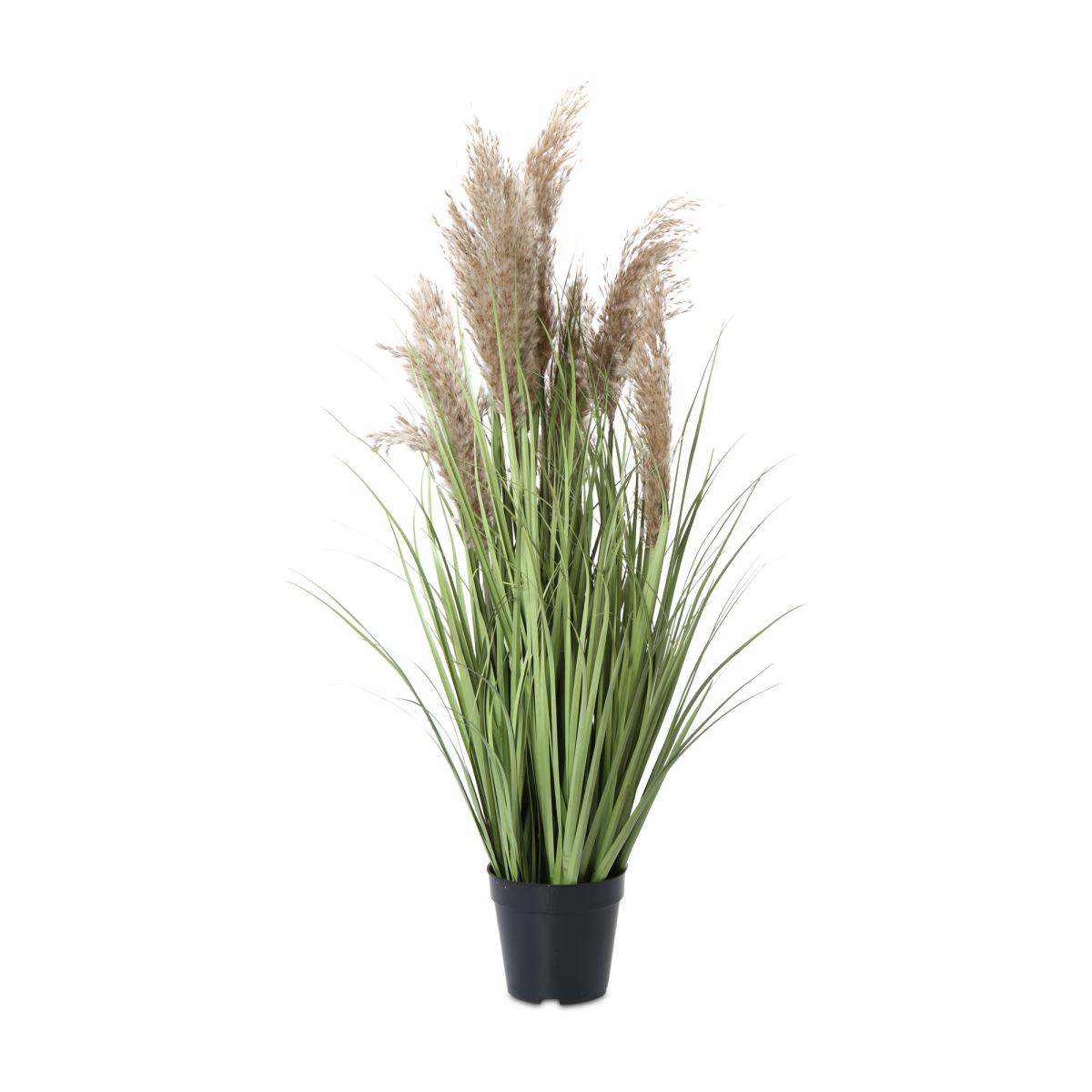 Pampasgras im Topf