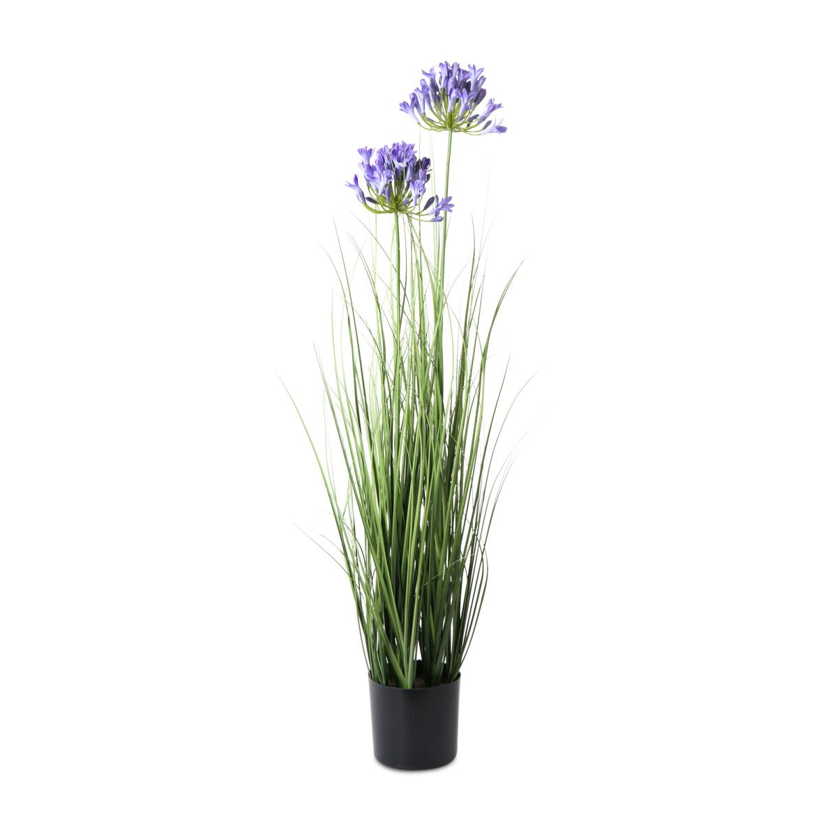 Agapanthus im Topf blau