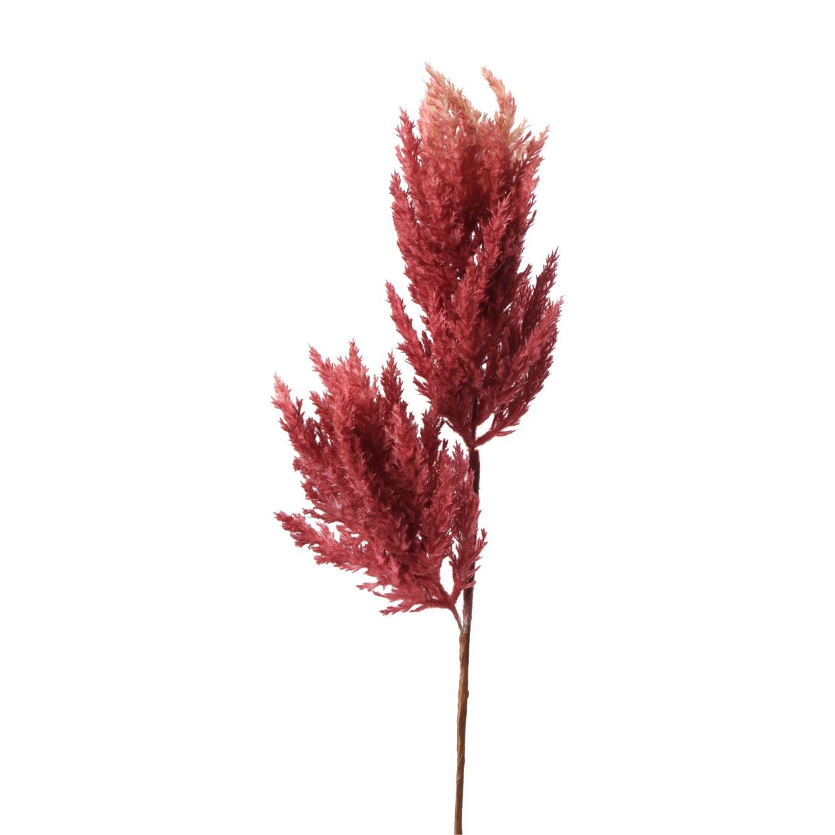 Astilbe-Einstieler beeren