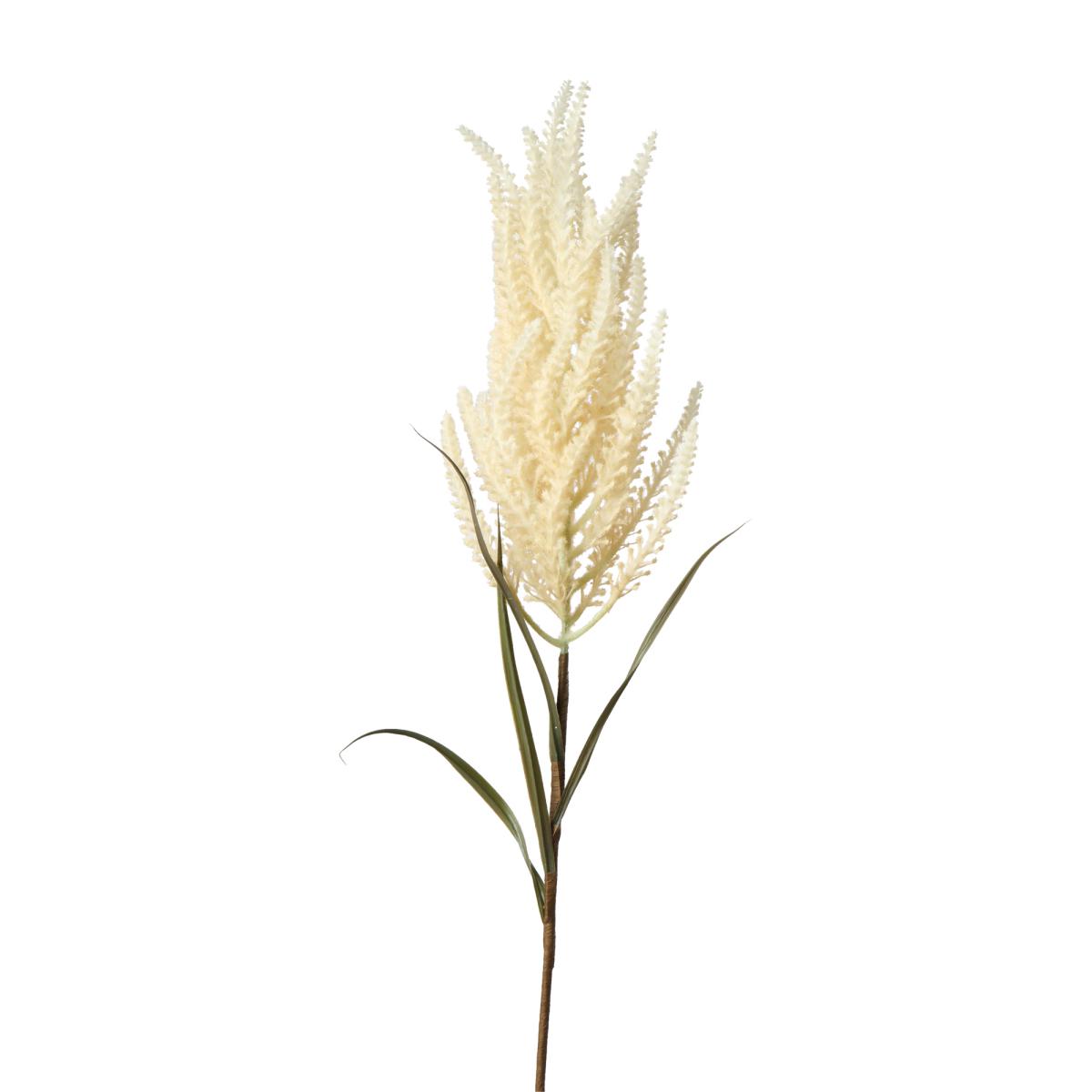 Astilbe-Einstieler gebleicht