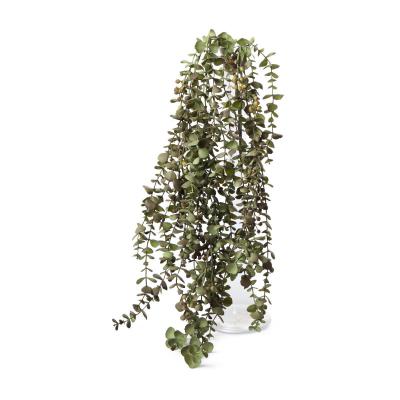 Eucalyptus Busch moosgrün