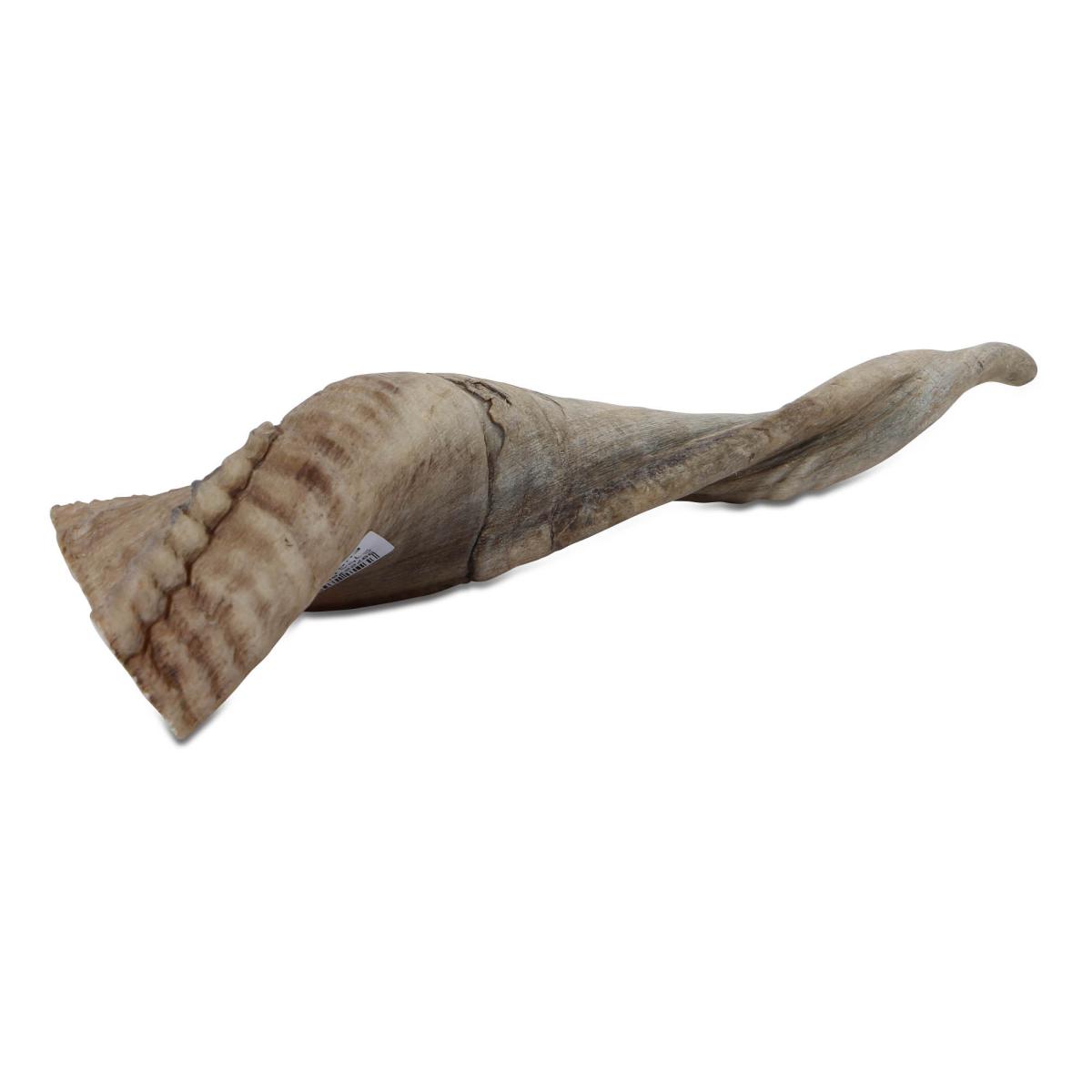 Schafshorn natur 26-30cm