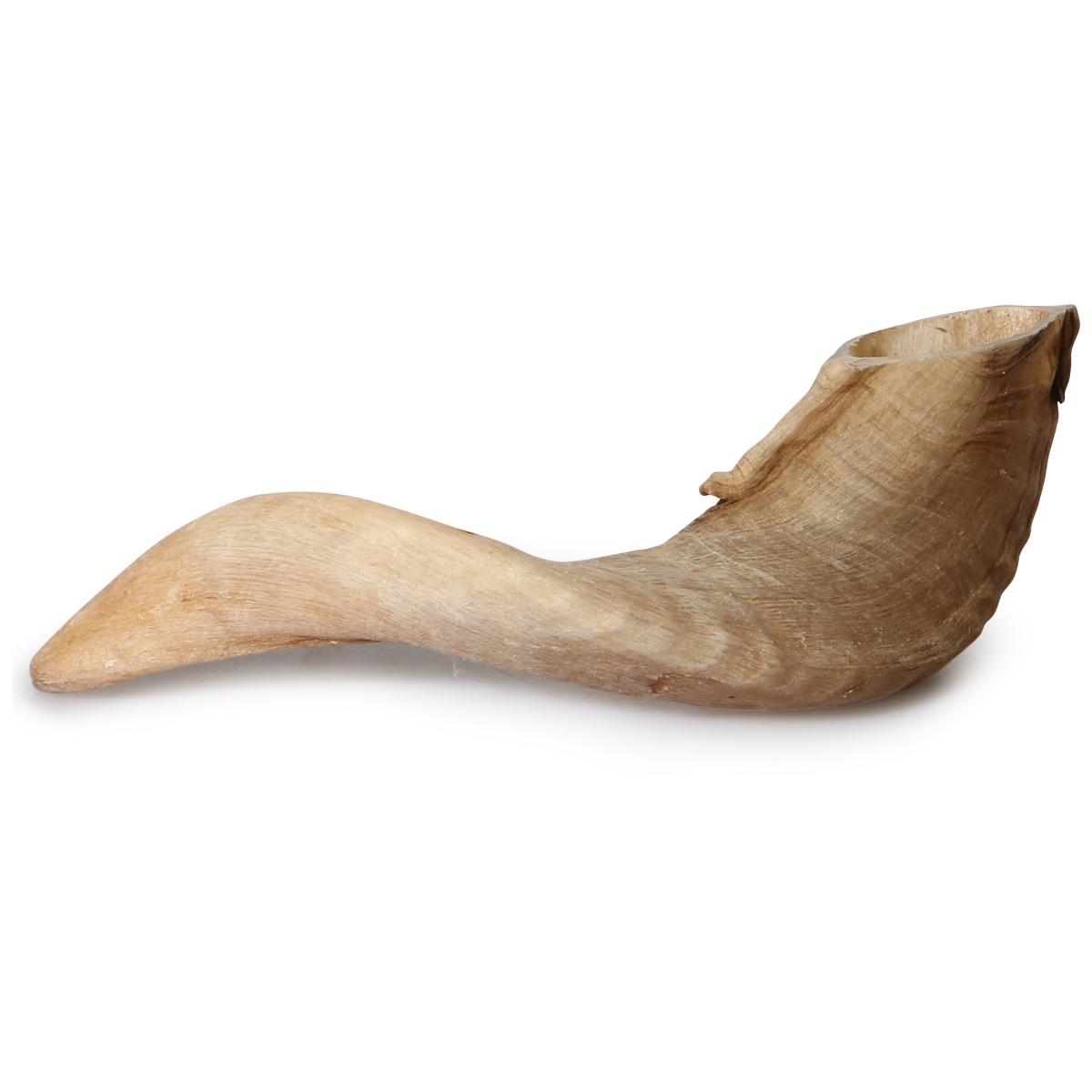 Schafshorn natur 15-25cm