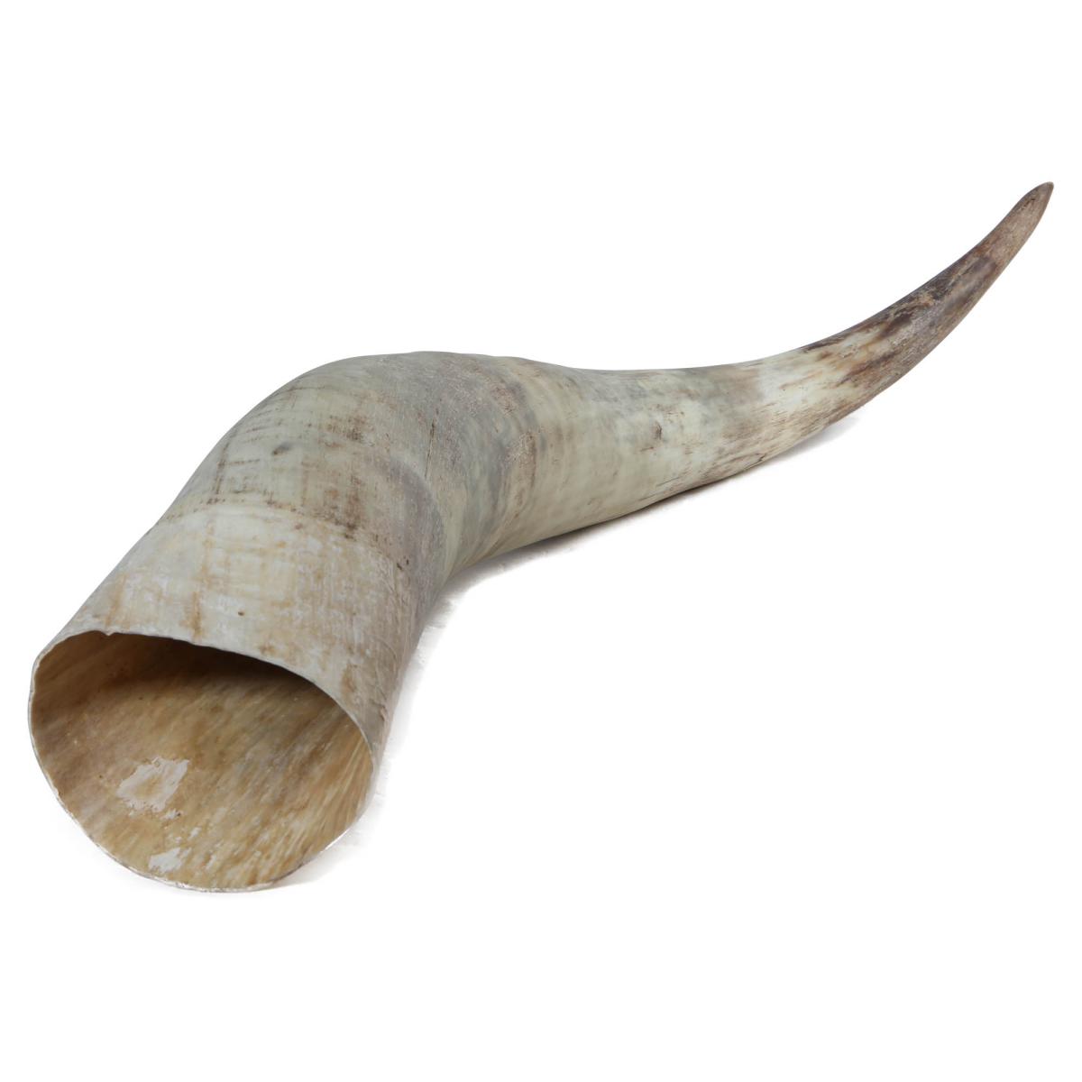 Rinderhorn natur 70-79cm