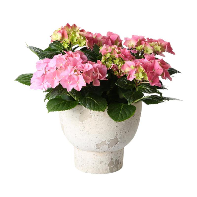 Schale auf Sockel in Zementoptik