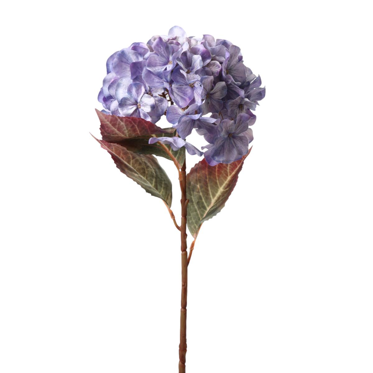 Hortensie flieder