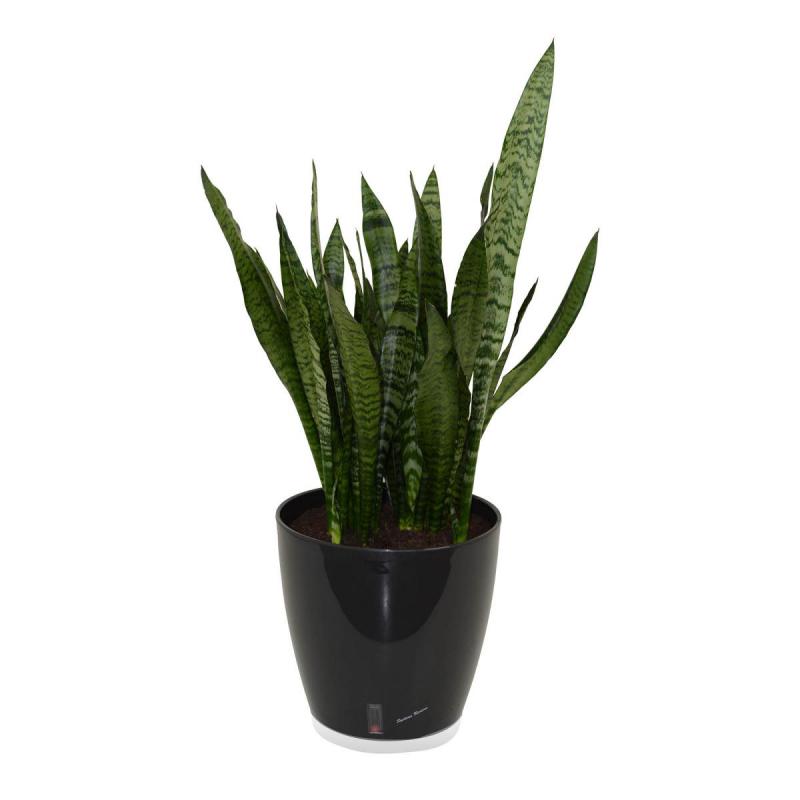 Riviera Eva Kübel 14,5l noir