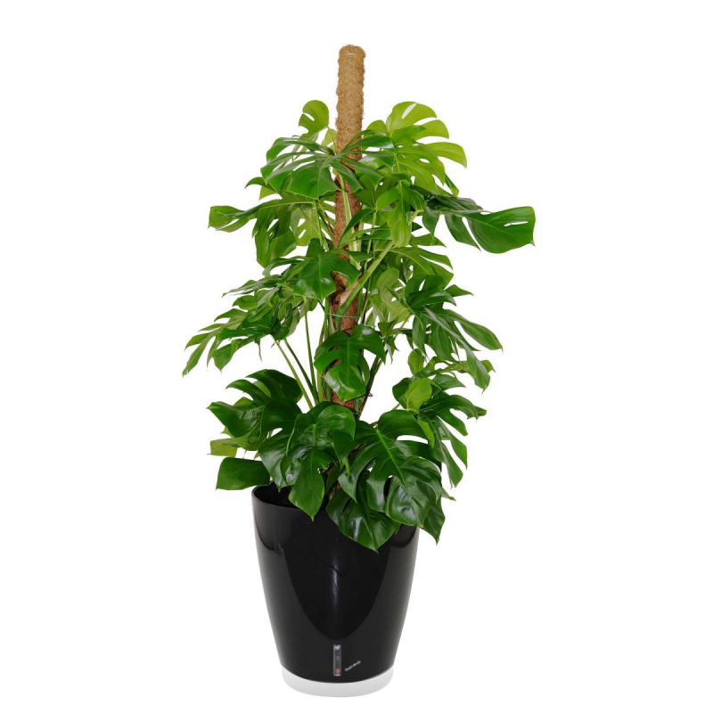 Riviera Eva Kübel 49l noir