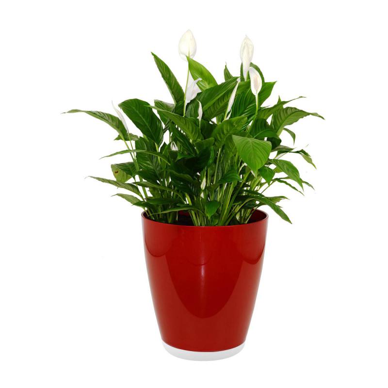 Riviera Eva Kübel 49l rouge