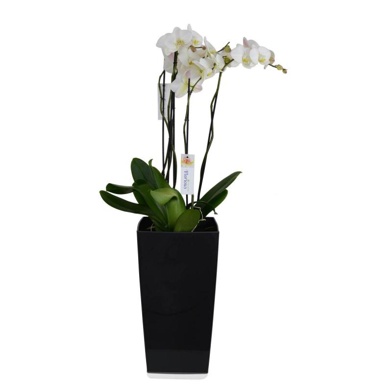 Riviera Eva Kübel 31l noir