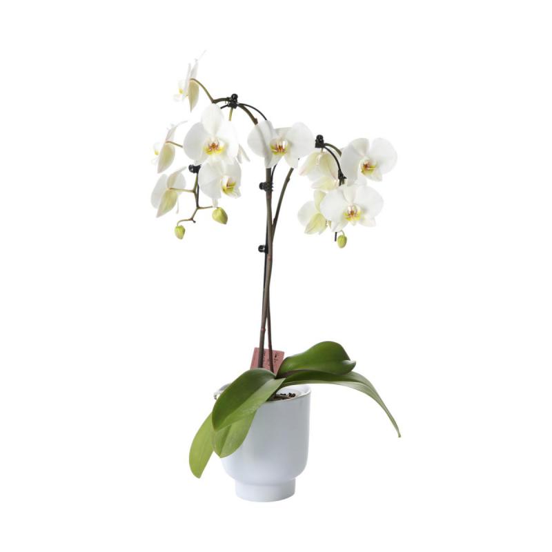 Hochkübel für Orchideen weiß gl.