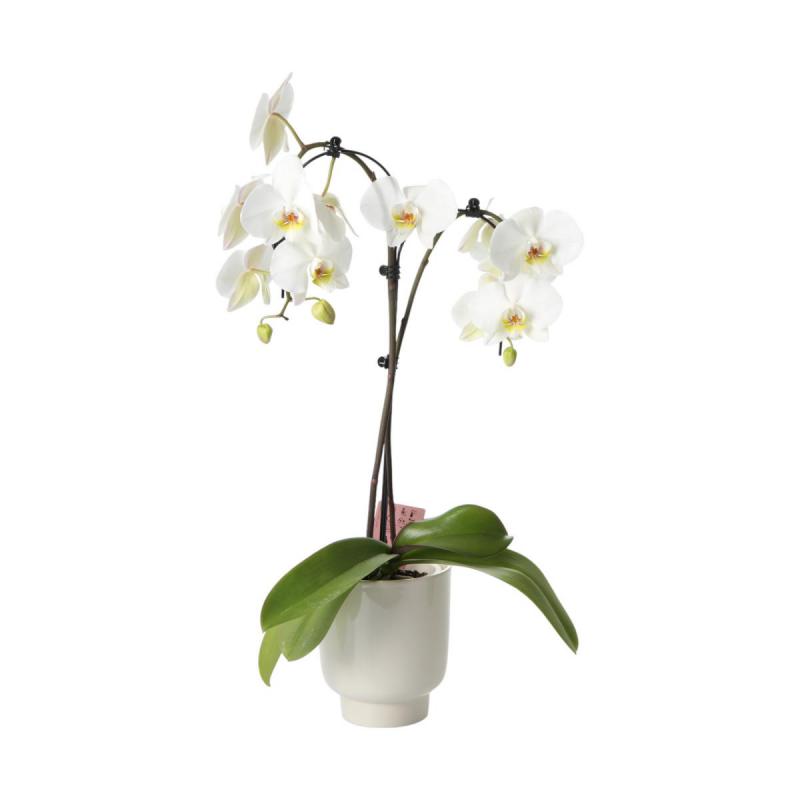 Hochkübel für Orchideen creme gl.