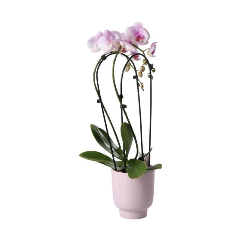 Hochkübel für Orchideen hellrosa gl.