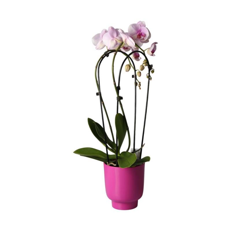 Hochkübel für Orchideen fuchsia gl.