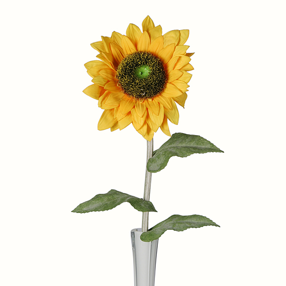 Sonnenblume-Einstieler