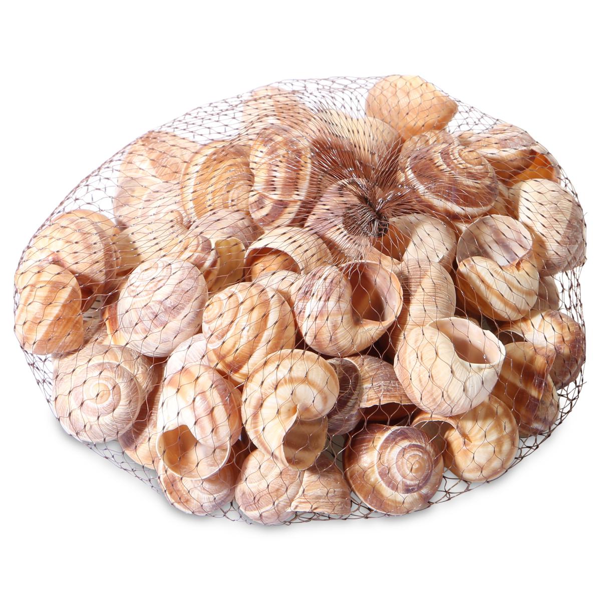 Schnecke klein