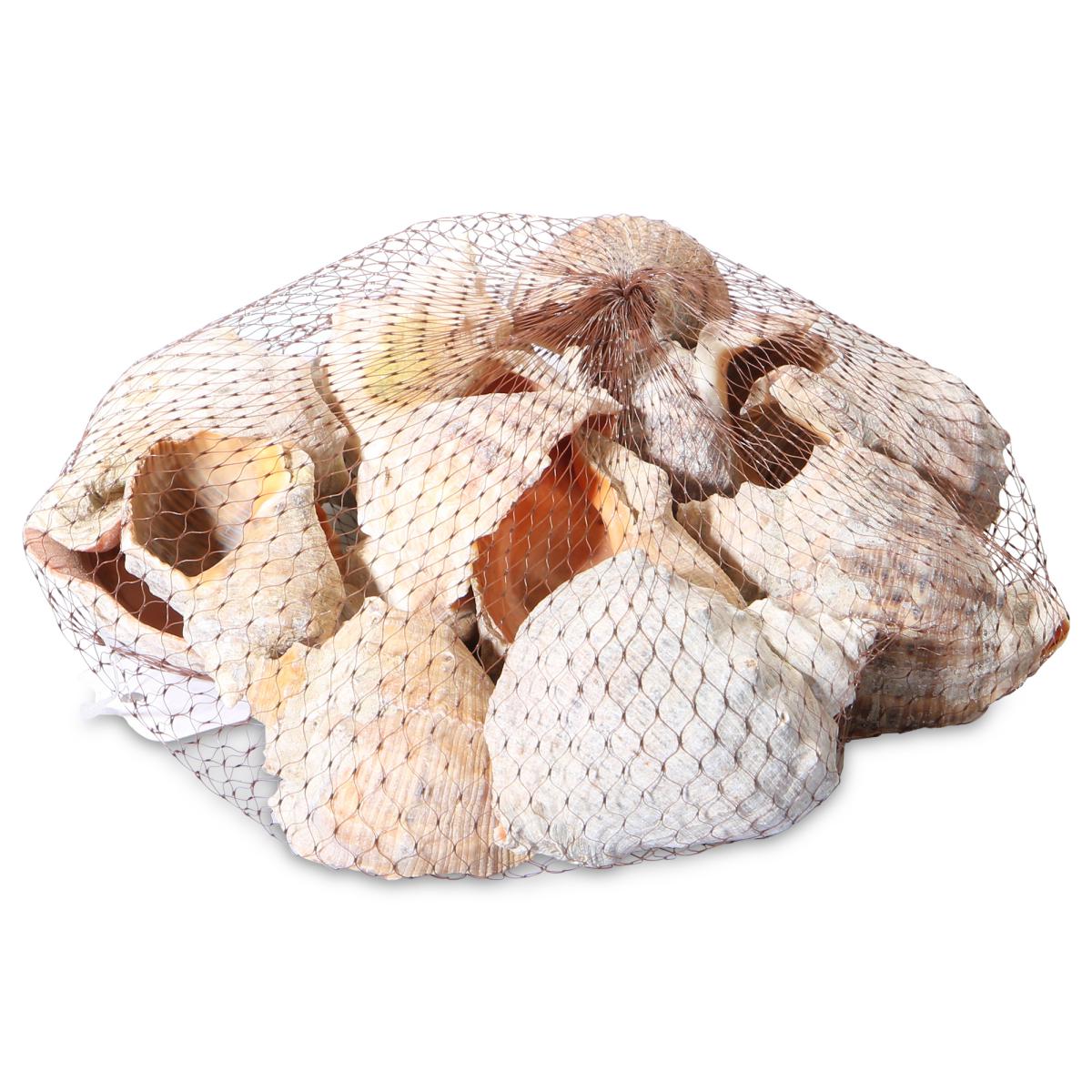 Seeschnecke