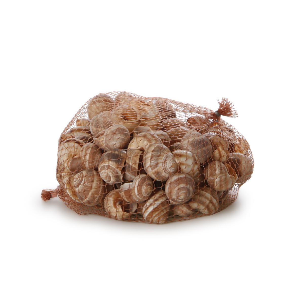 Weinbergschnecke klein