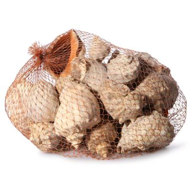 Meeresschnecke gro&szlig;