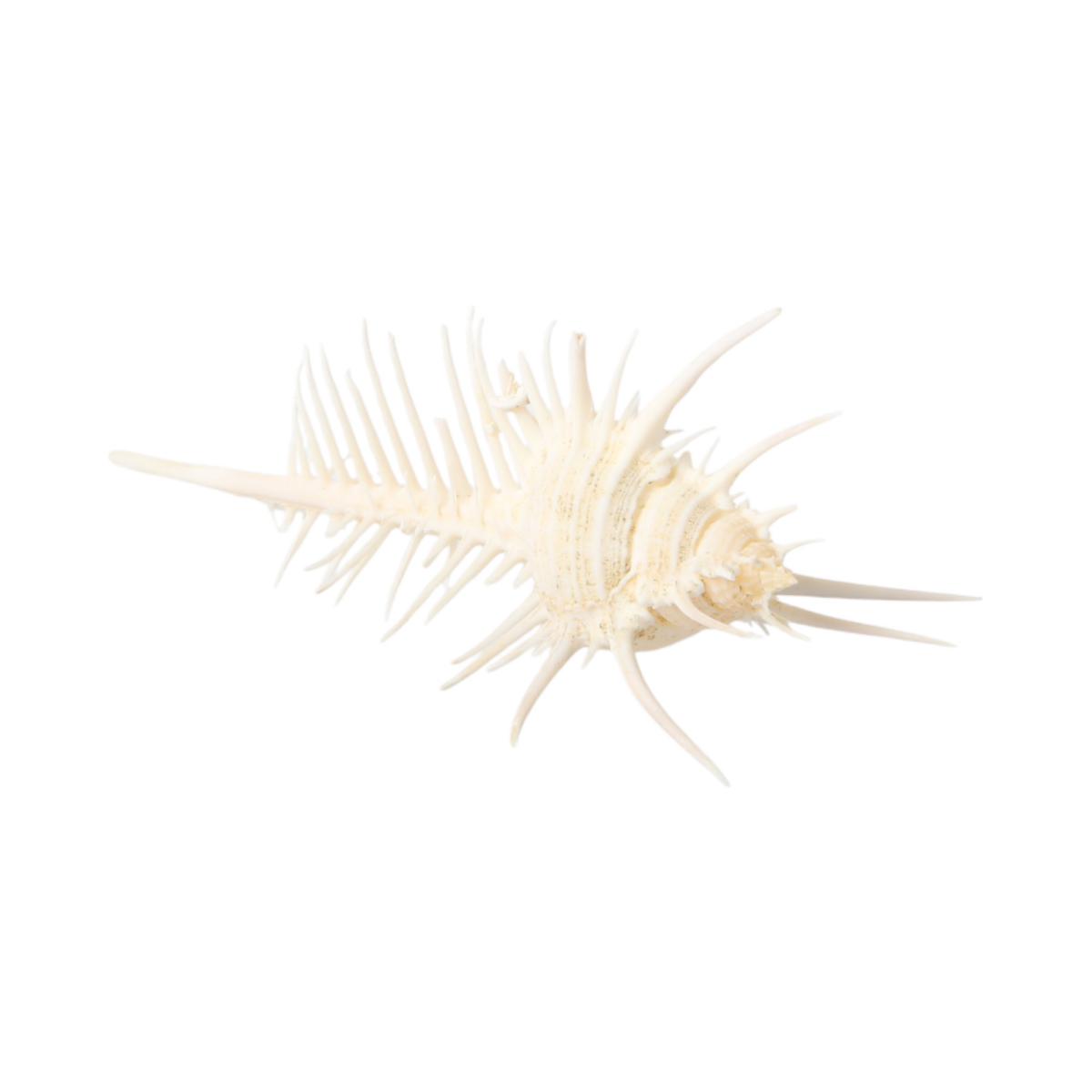 Muschel Murex pecten 13cm