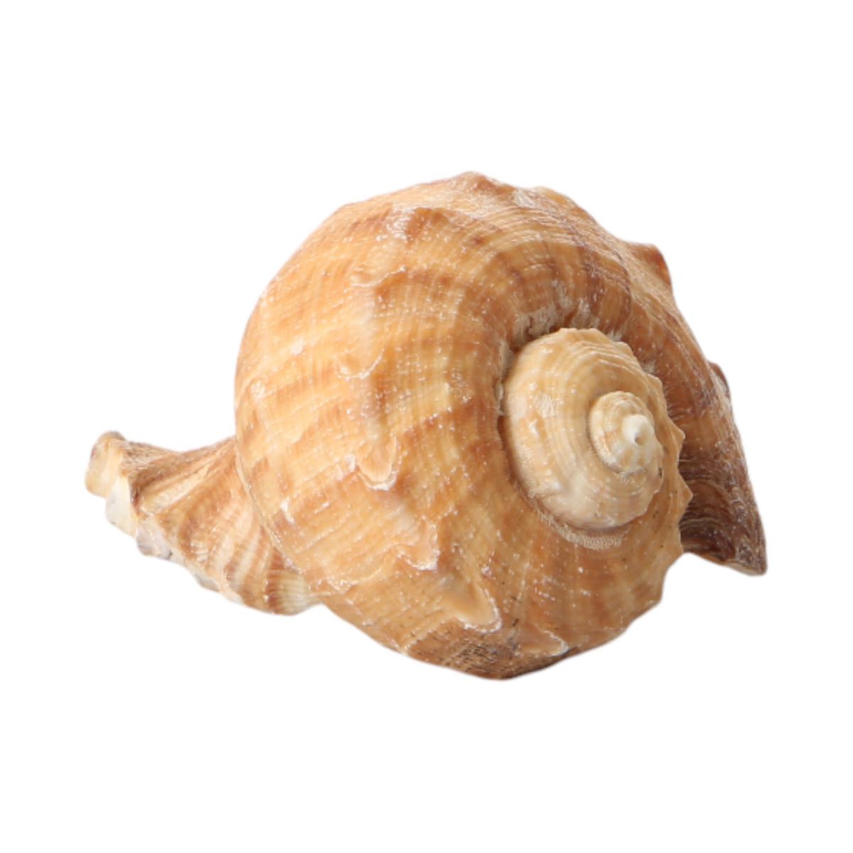 Muschel Rapana rapitormis offen 8cm