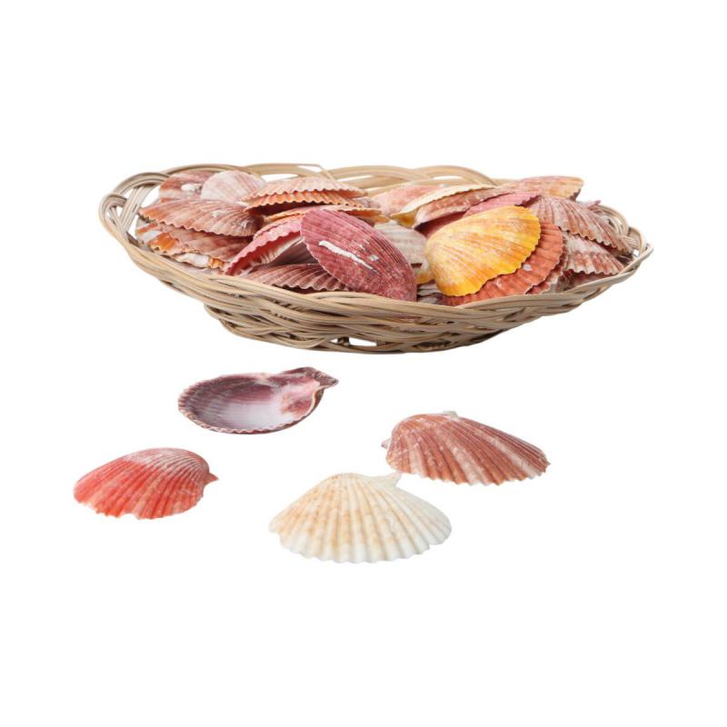 Muschelkorb Pecten nobilis 25cm