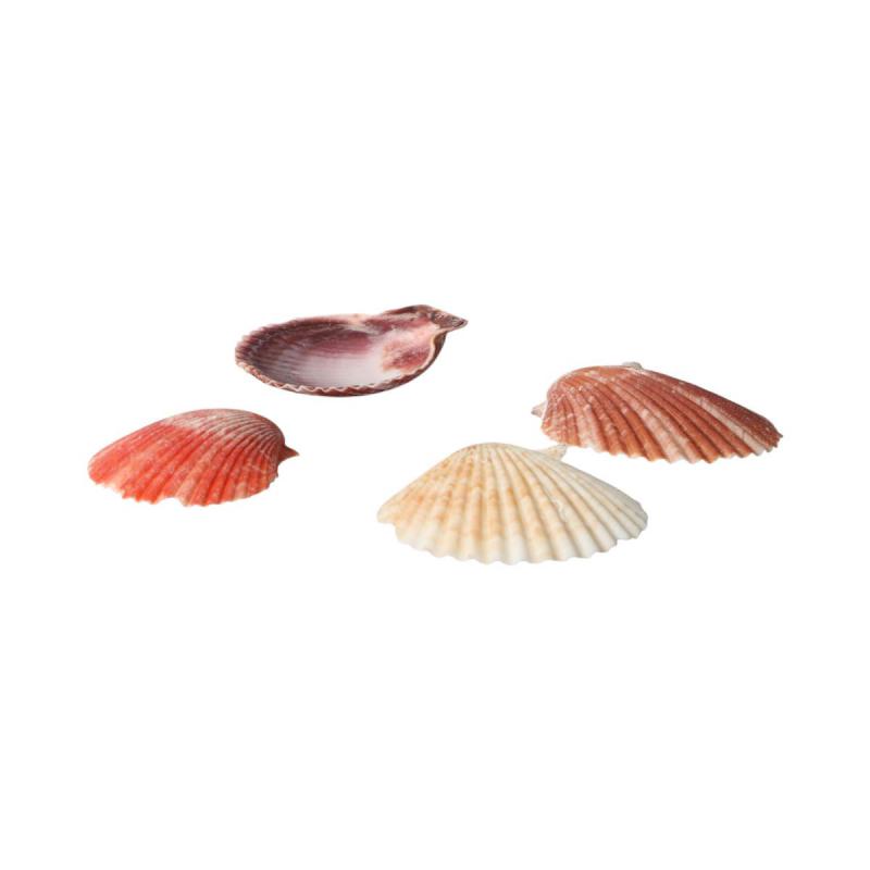 Muschelkorb Pecten nobilis 25cm